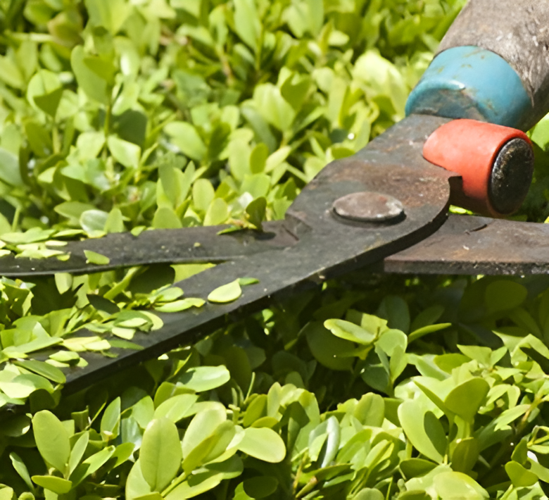 En häcksax som klipper en grön buske